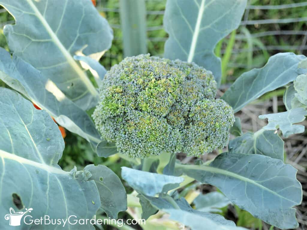Mature broccoli ready to harvest
