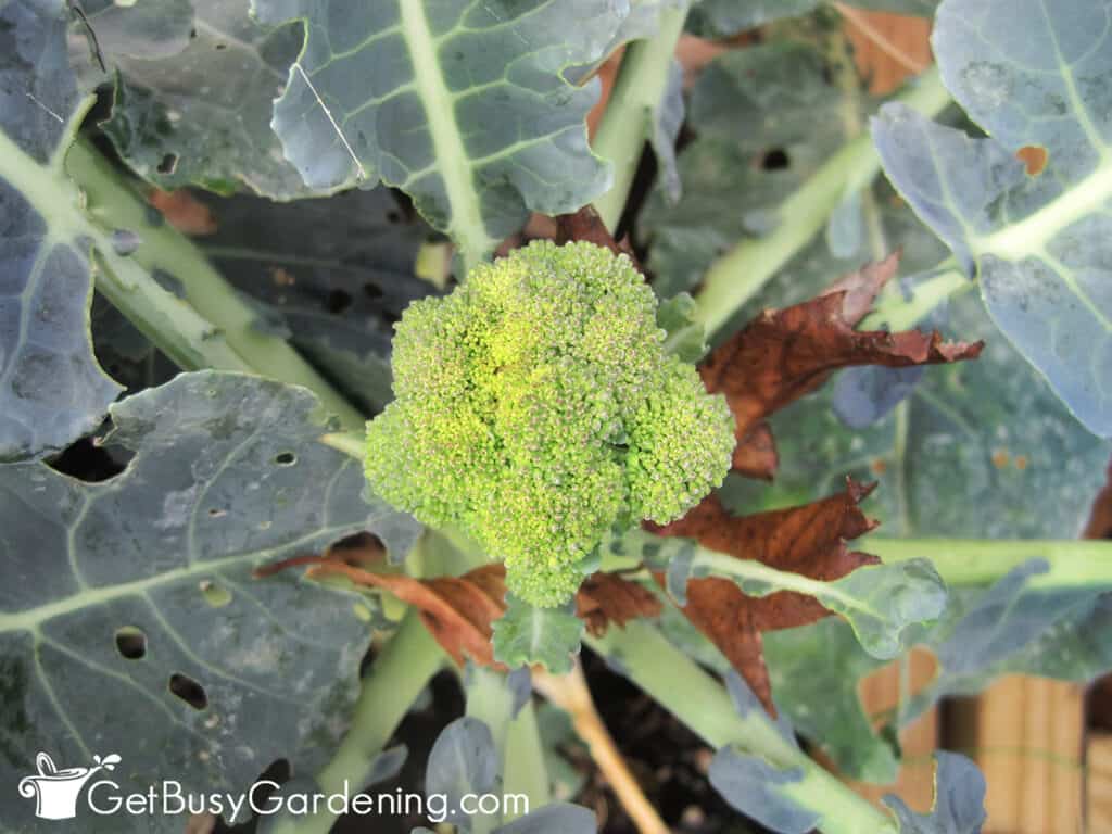 New broccoli head starting to grow