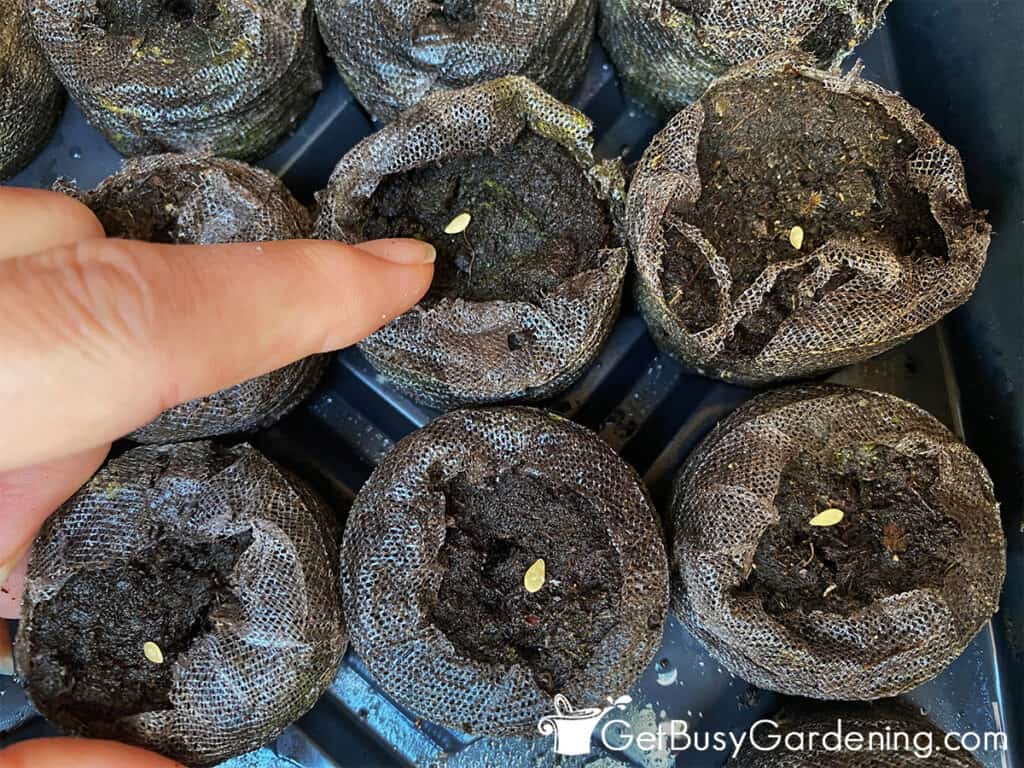 Planting cucamelon seeds in starter pellets