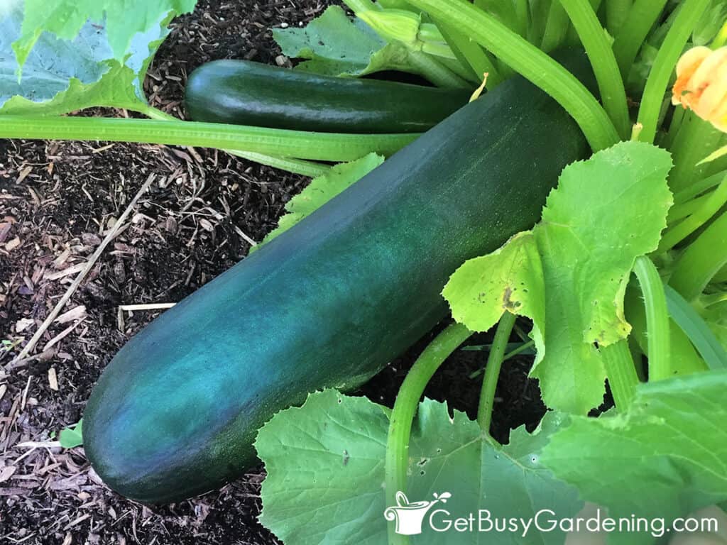 Two different sizes of zucchini growing