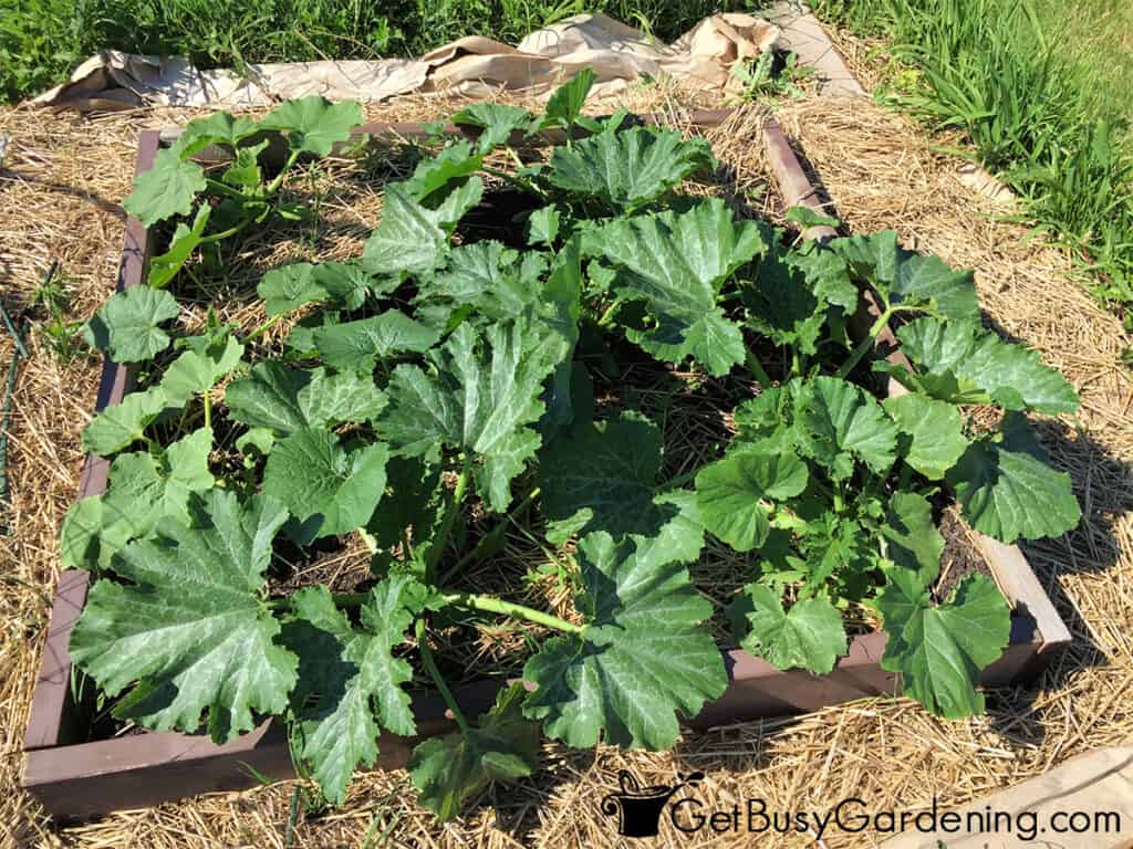 Young zucchini plants in a raised bed