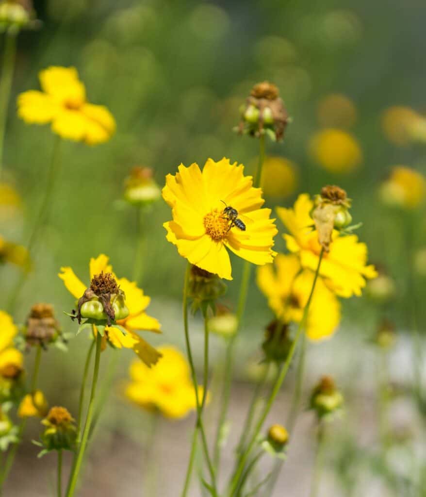 Coreopsis flowers.