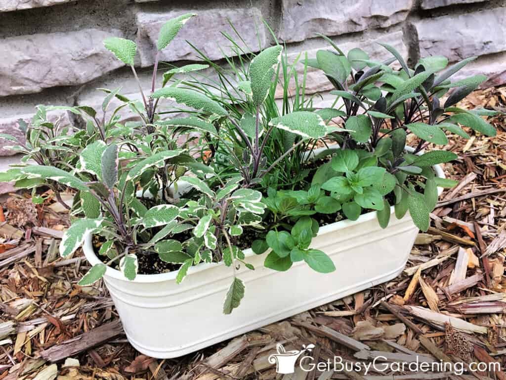 Different types of sage in a container
