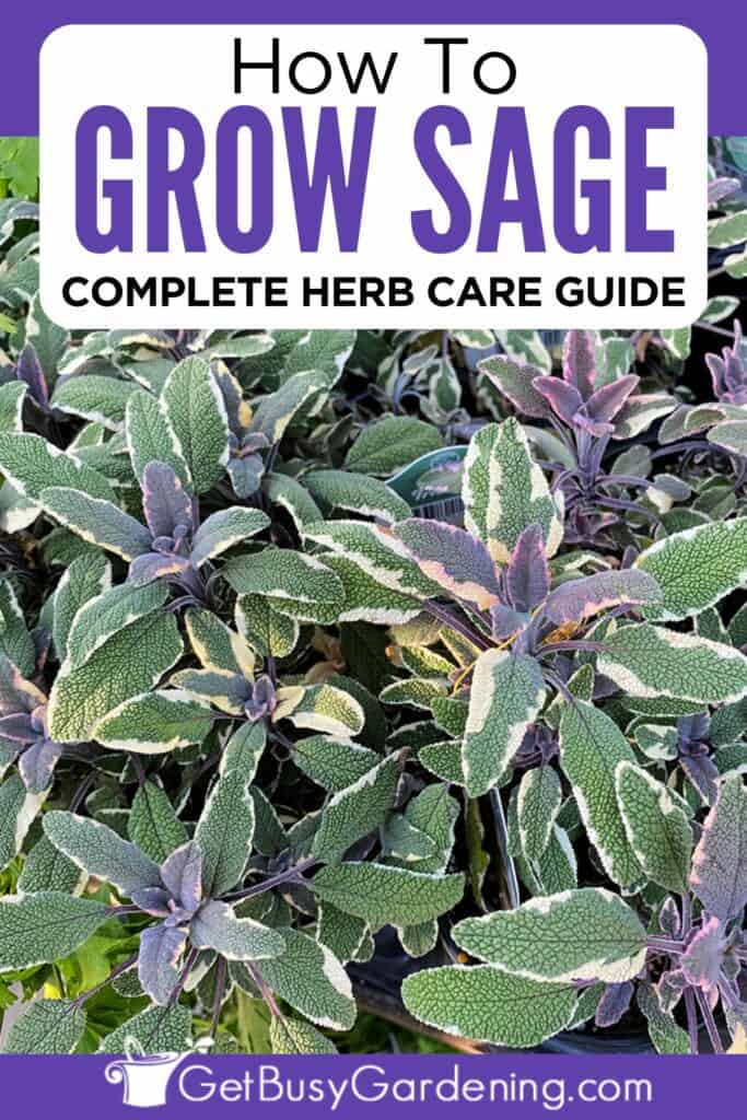 How To Grow Sage: Complete Herb Care Guide