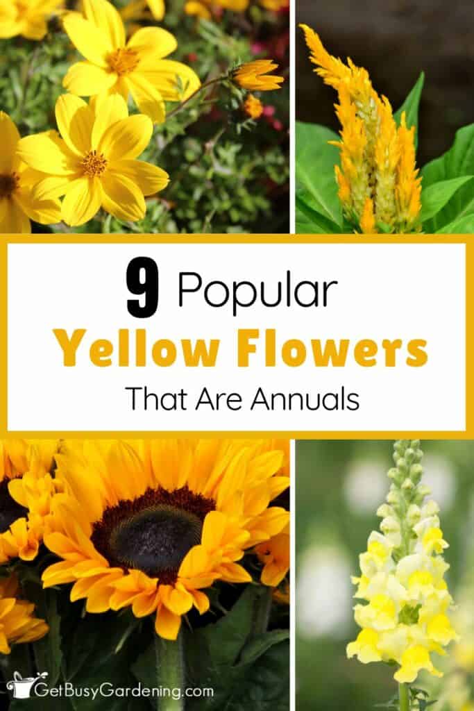 Collage of yellow annual flowers.