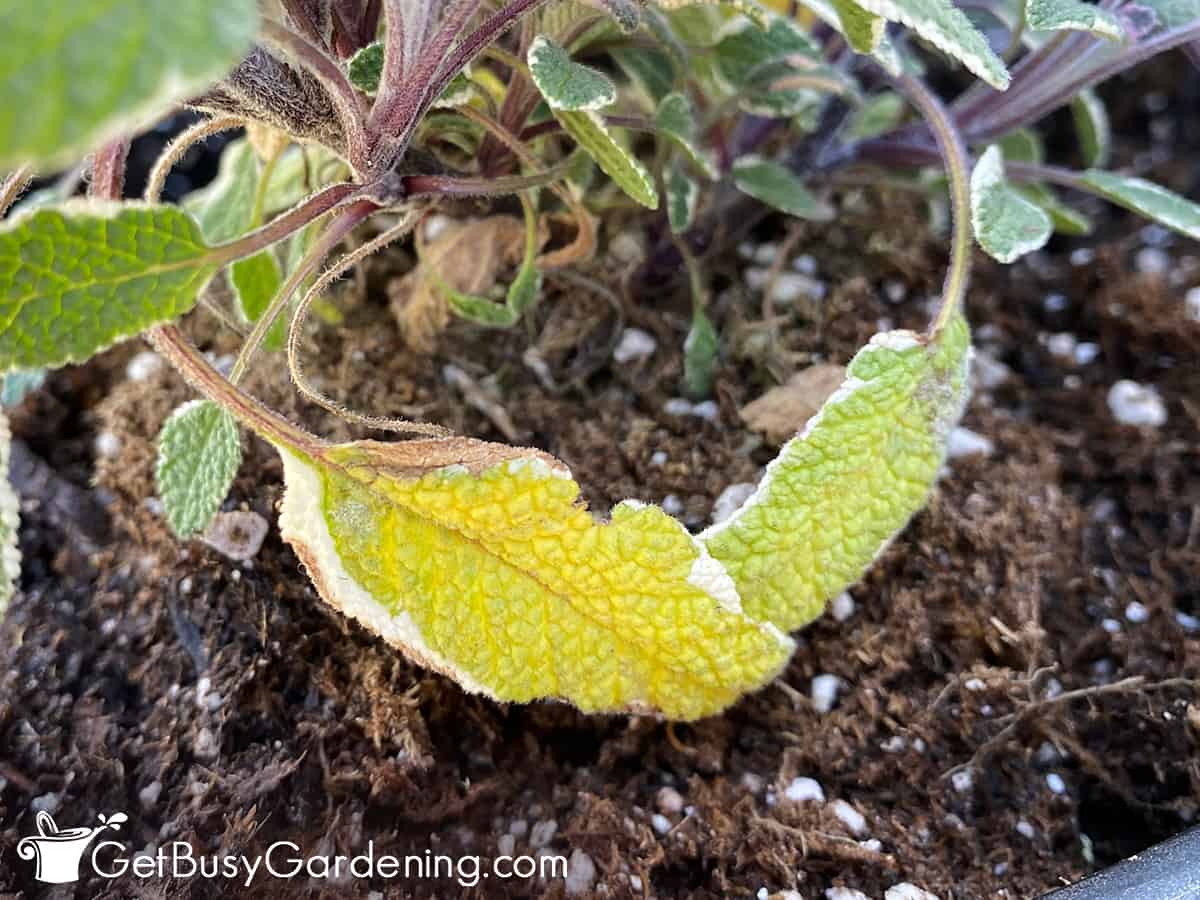 Growing Sage Complete How To Care Guide Get Busy Gardening