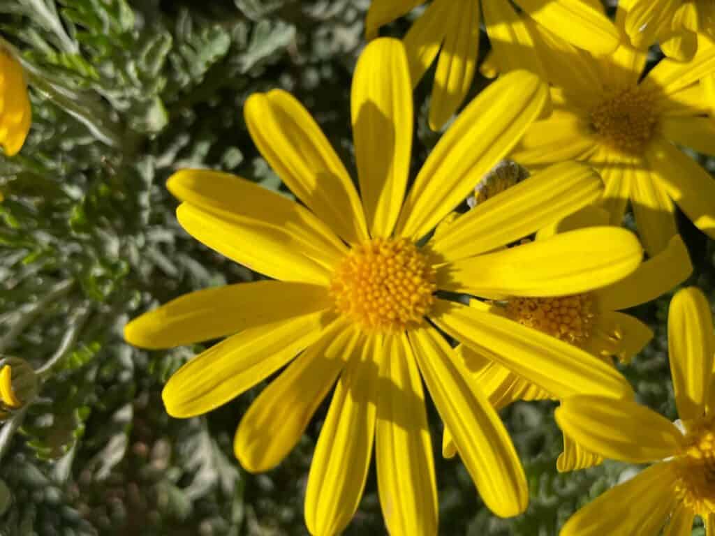 Yellow African Daisy.