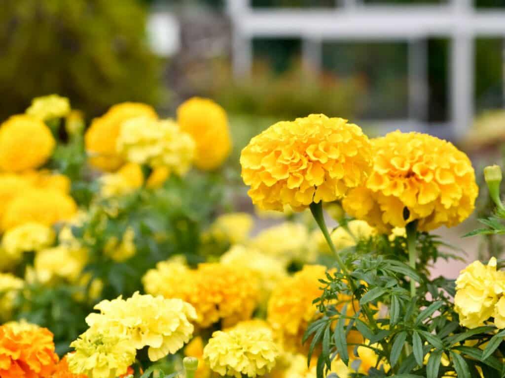 Dahlia yellow annual flowers.