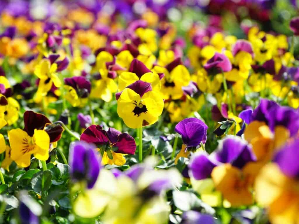 Yellow and purple pansies in a field.
