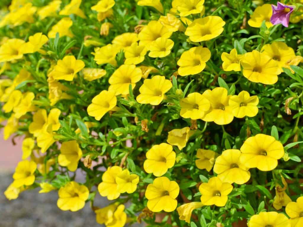 Yellow Calibrachoa flowers.