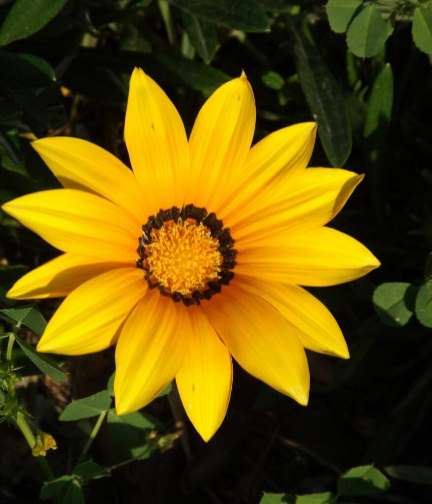 Yellow Gazania flower.