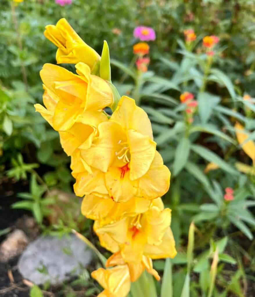 Yellow Gladiolus flower.
