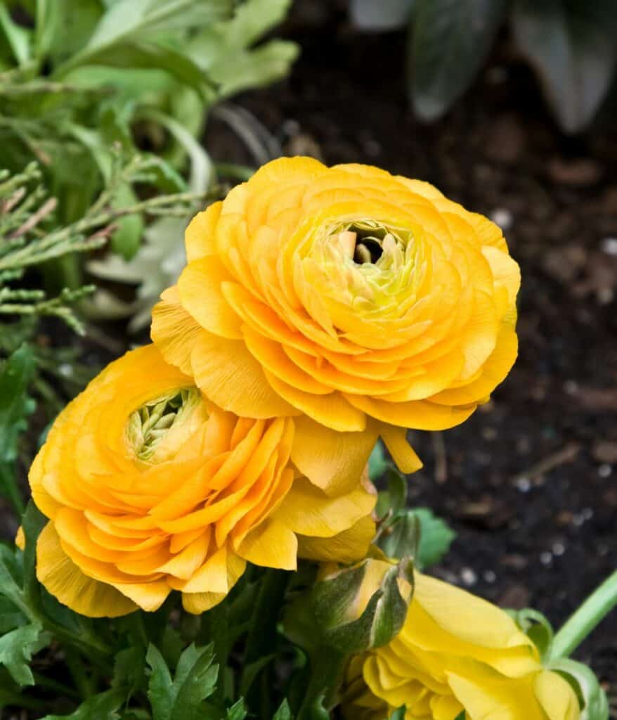 Yellow Ranunculus flowers.