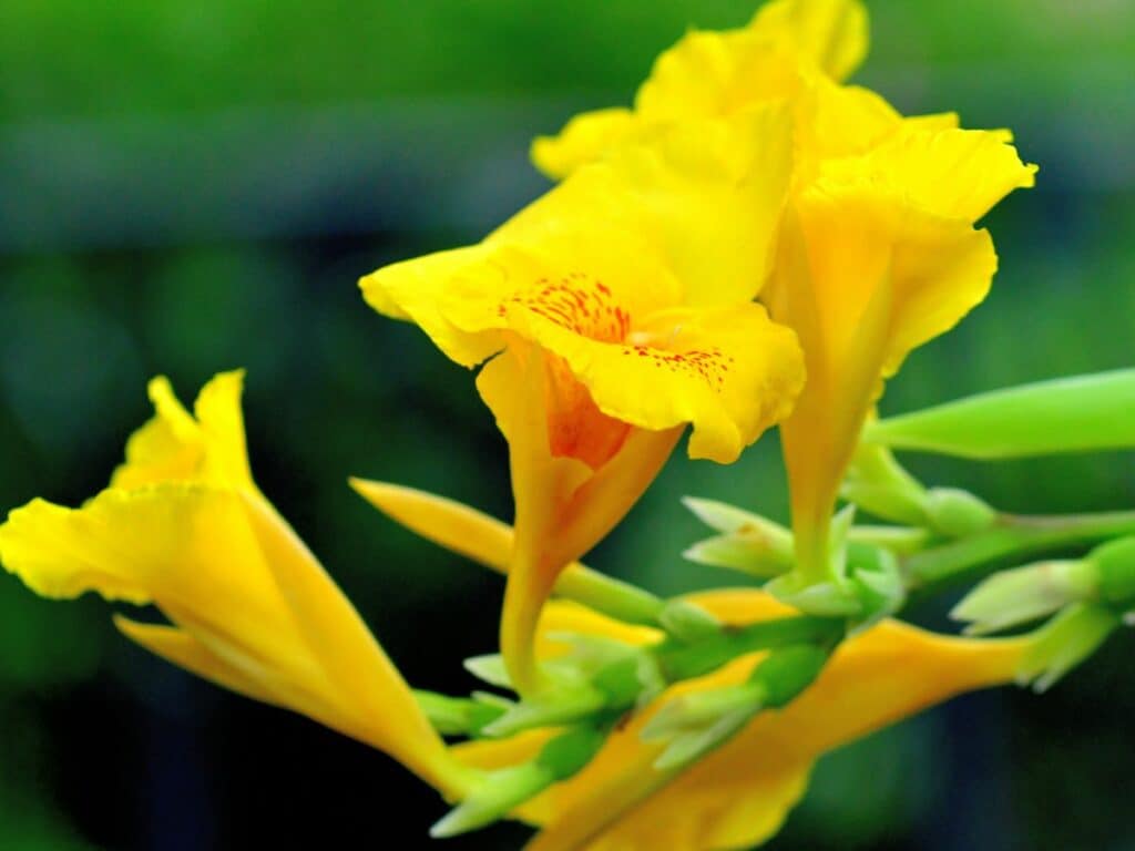 Yellow canna lily.