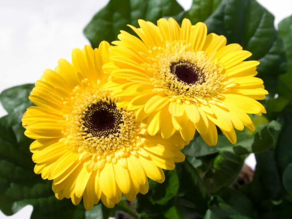 Yellow Gerbera daisy.