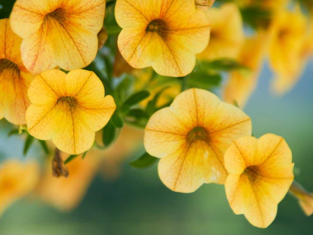 Yellow petunia flowers.