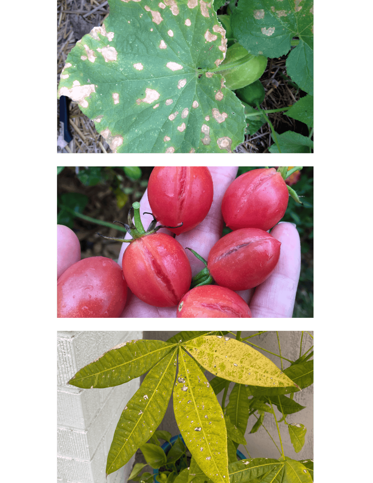 Diagnosing Plant Problems Workshop - Get Busy Gardening