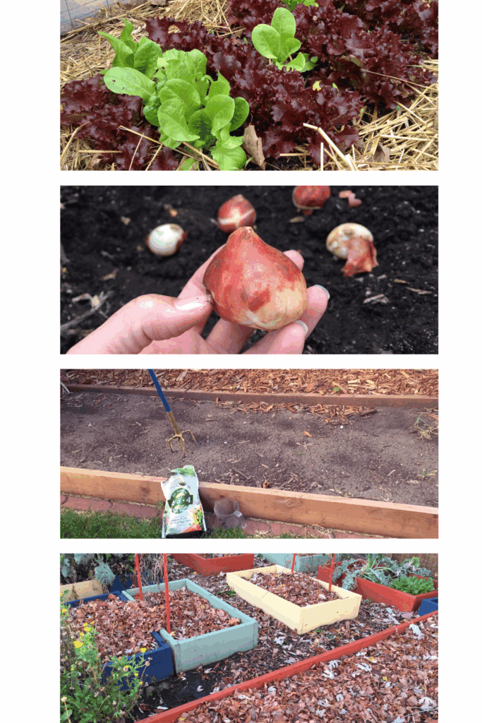 Various fall gardening pictures in a 4 image collage.