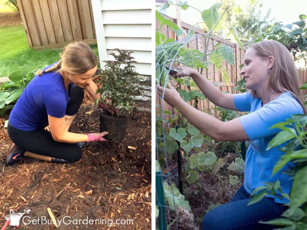 Amy Andrychowicz caring for plants in her garden ecosystem.