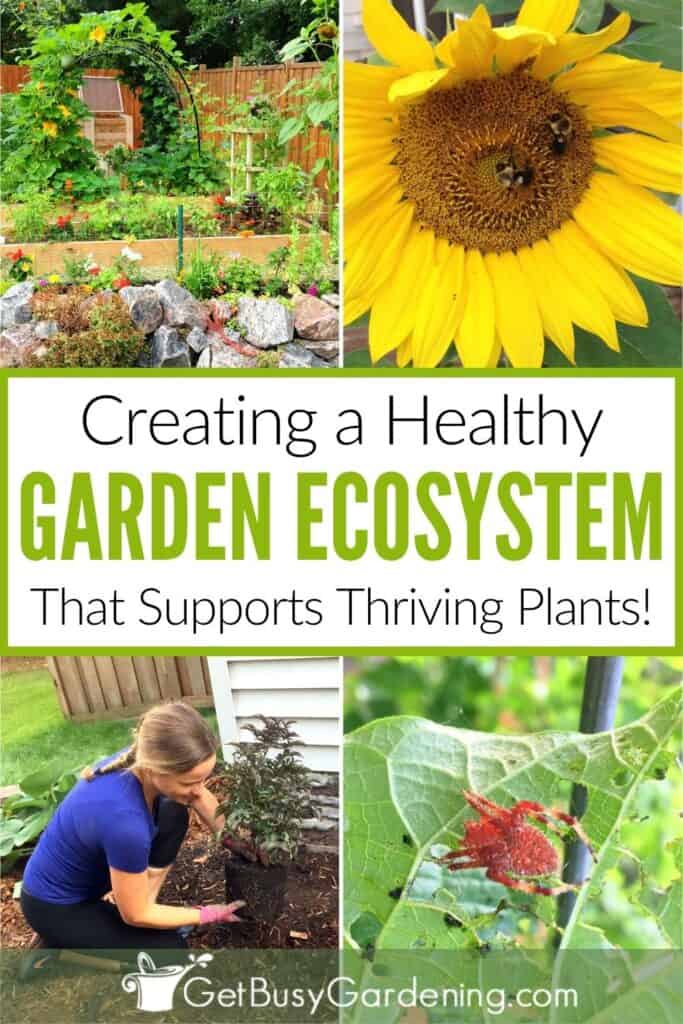 Four picture Collage showing my thriving vegetable garden, bees on a sunflower, Amy planting a shrub, and a closeup shot of a spider on a leaf, with the text "Creating a Healthy Garden Ecosystem That Supports Thriving Plants!"