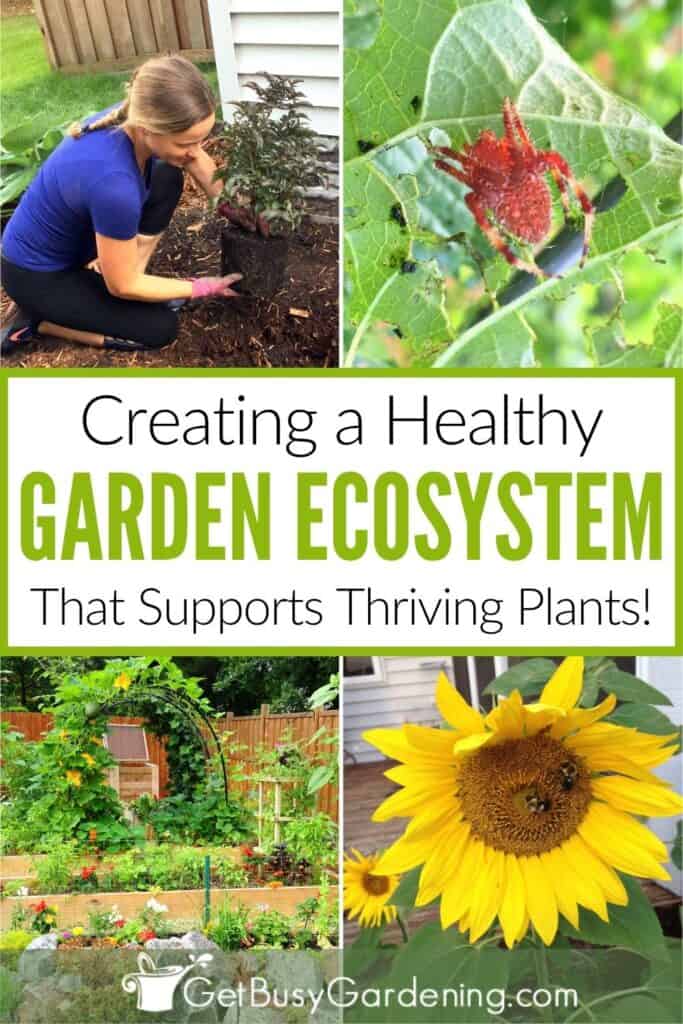 Four-photo collage showing Amy planting a shrub, a spider on a leaf, my lush vegetable garden, and bees on a sunflower, with the text "Creating a Healthy Garden Ecosystem That Supports Thriving Plants!"