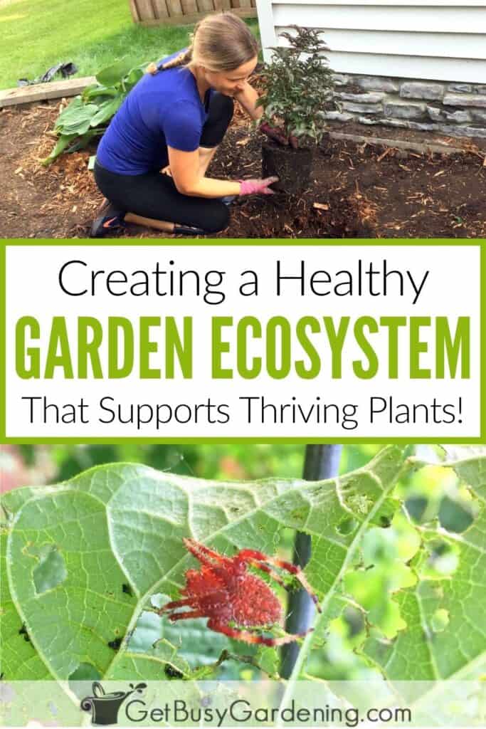 Two photo collage image showing Amy planting a shrub above the text "Creating a Healthy Garden Ecosystem That Supports Thriving Plants!" with a close-up of a spider on a green leaf below.