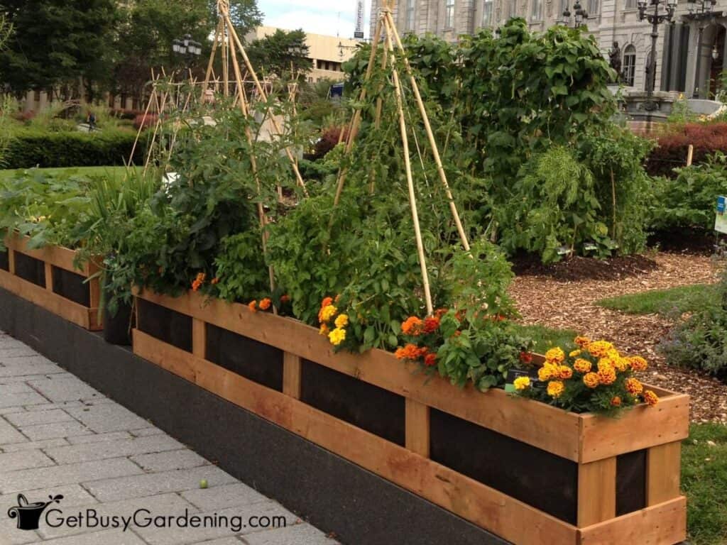 A neat and perfectly controlled vegetable garden.