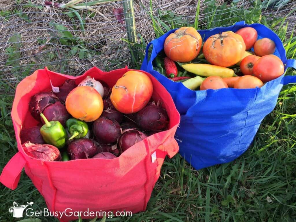 Large bags of freshly harvested veggies from my garden.
