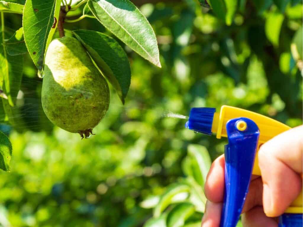 Reacting to a problem by spraying a pear.