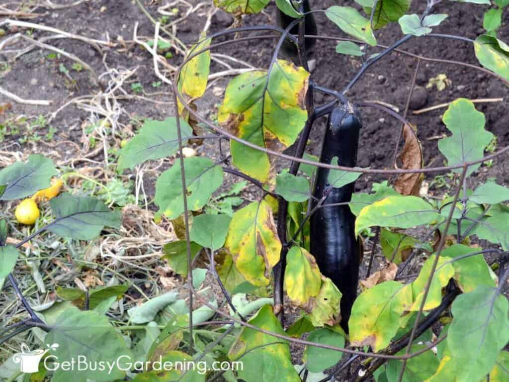 A struggling plant with yellow and brown leaves that could have several different causes.