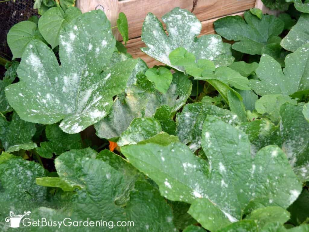 Powdery mildew on the leaves of a plant starting to ripple through my garden.