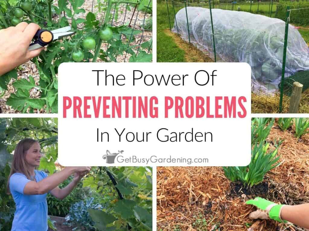 Prevention-first gardening methods, including pruning, using row covers, caring for my plants, and mulching.