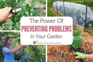 The Power of Prevention In Your Garden