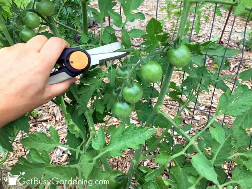 Pruning tomato plants to improve airflow and help prevent disease.