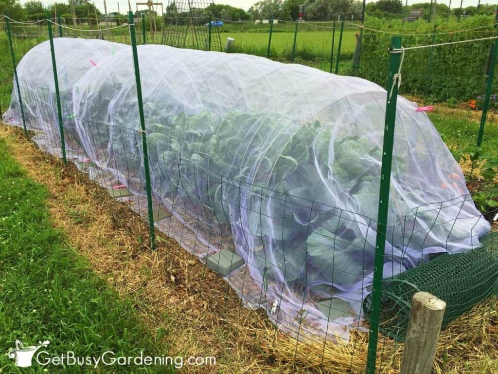Row covers protecting vegetable plants to prevent pest damage.