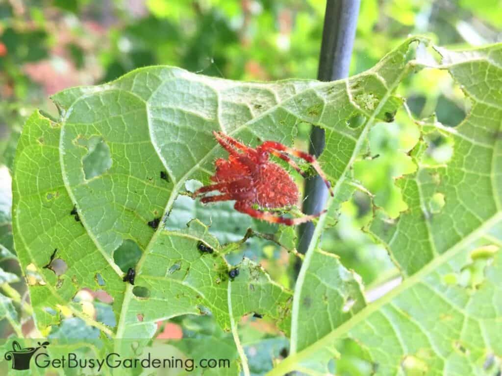 Spider on a plant in my garden as part of a healthy ecosystem.