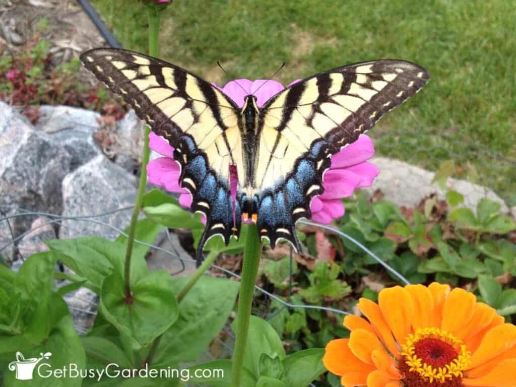 Close-up of a butterfly resting on a flower in my garden.