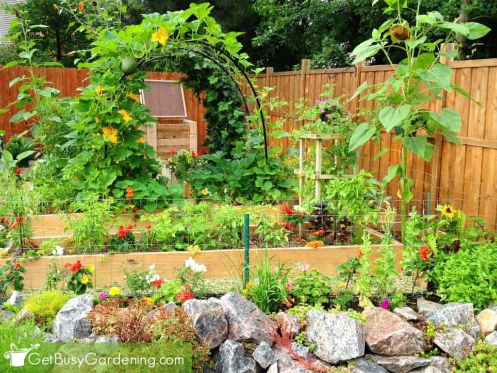 My healthy vegetable garden growing as a connected ecosystem.
