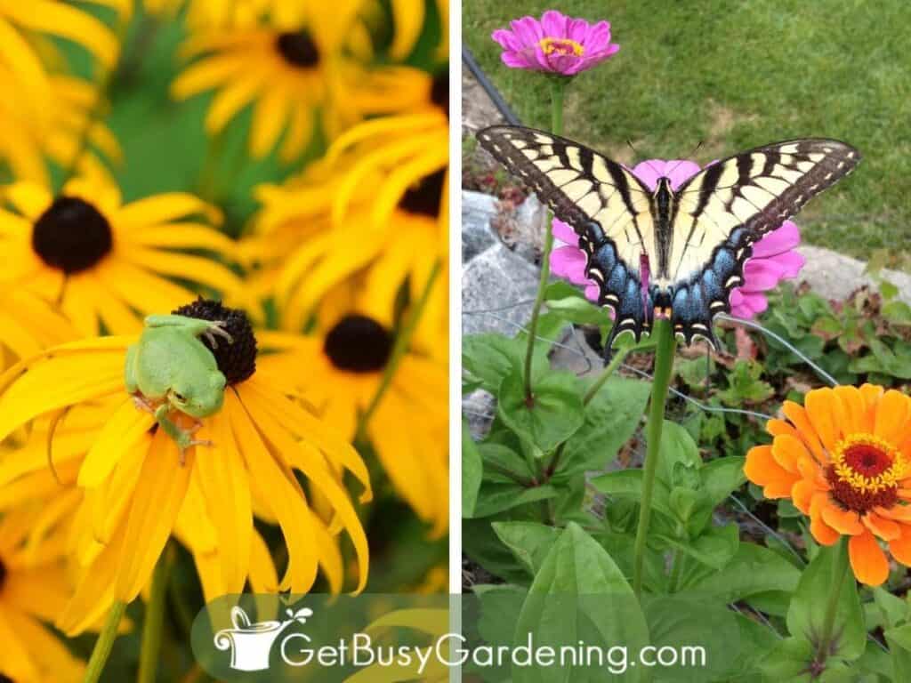 Two picture collage of a green tree frog and a butterfly showing some of the wildlife that naturally supports my garden.