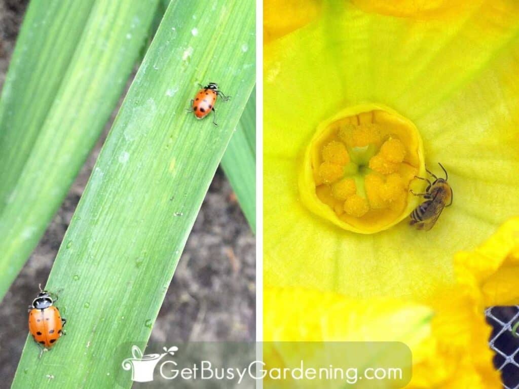 Two picture collage of ladybugs on a leaf and a bee collecting nectar as part of nature working in my garden.