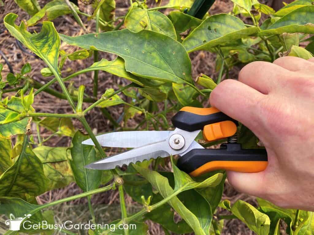 Pruning a plant in my garden to help prevent future problems.