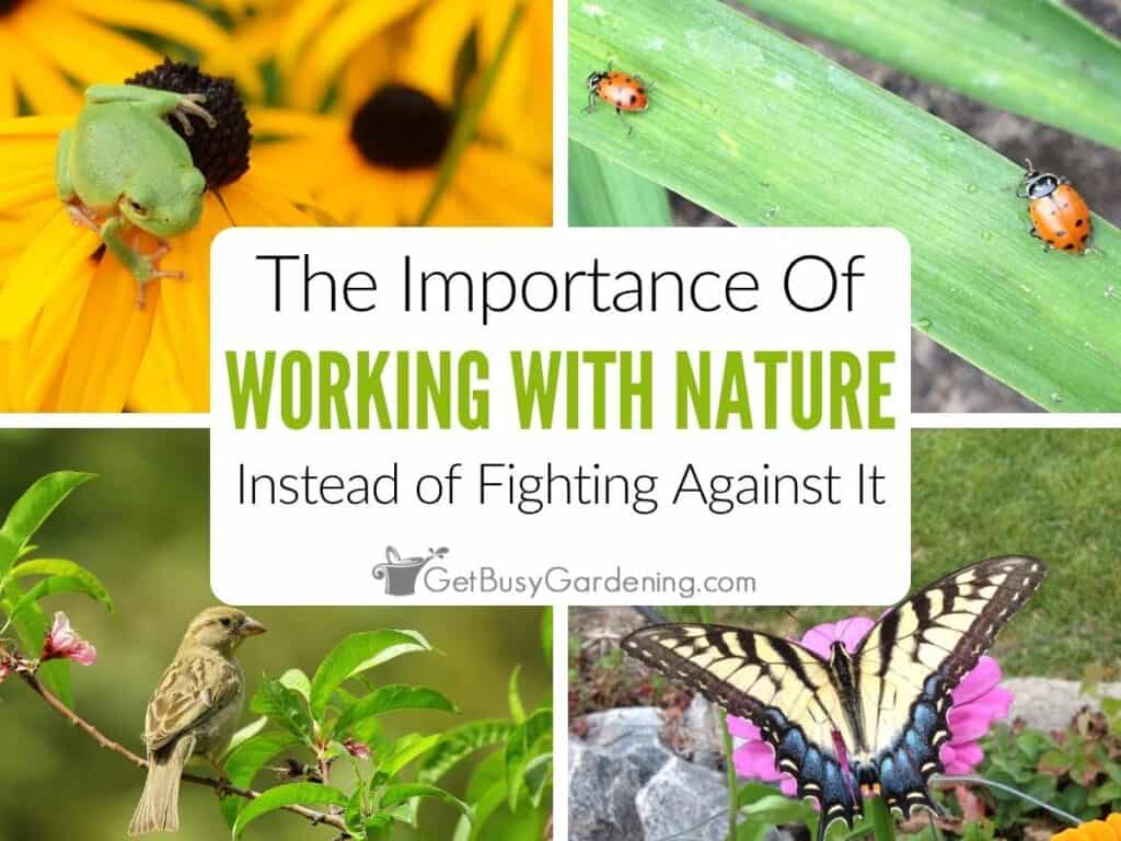 Four picture collage of a green tree frog, ladybugs, a bird, and a butterfly showing nature at work in my garden.