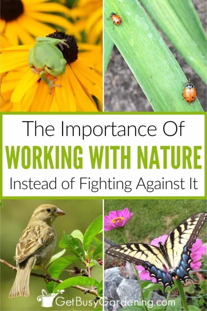 Four-photo collage showing a green tree frog on a yellow flower, two ladybugs on a leaf, a small bird on a branch, and a swallowtail butterfly on a pink flower. Text reads: "The Importance Of Working With Nature Instead of Fighting Against It."