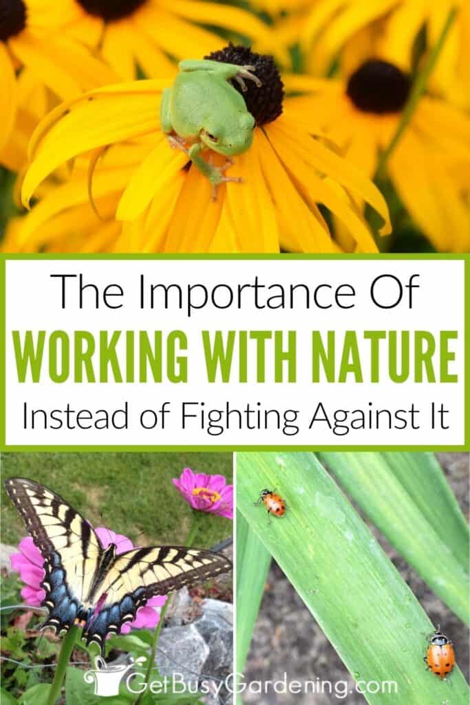 Collage showing a green tree frog on a yellow flower, a swallowtail butterfly on a pink flower, and two ladybugs on a green leaf. Text reads: "The Importance Of Working With Nature Instead of Fighting Against It."