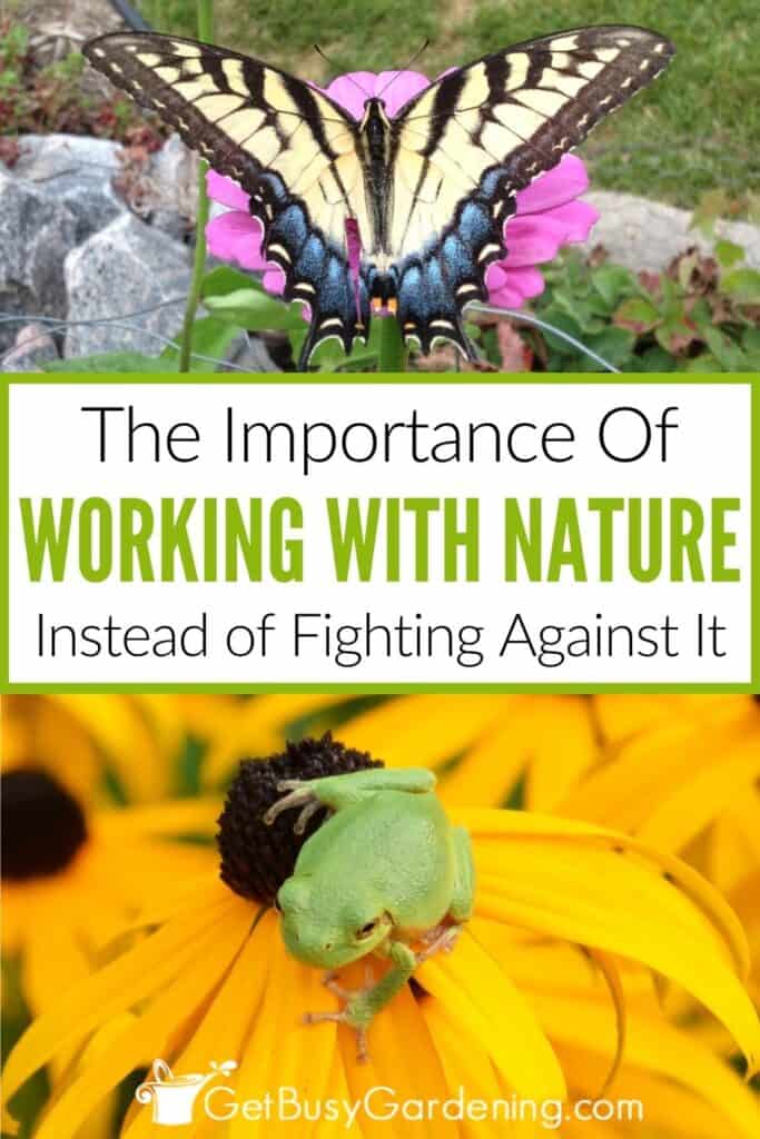 Collage showing a swallowtail butterfly on a pink flower above a green tree frog sitting on a yellow flower. Text reads: "The Importance Of Working With Nature Instead of Fighting Against It."