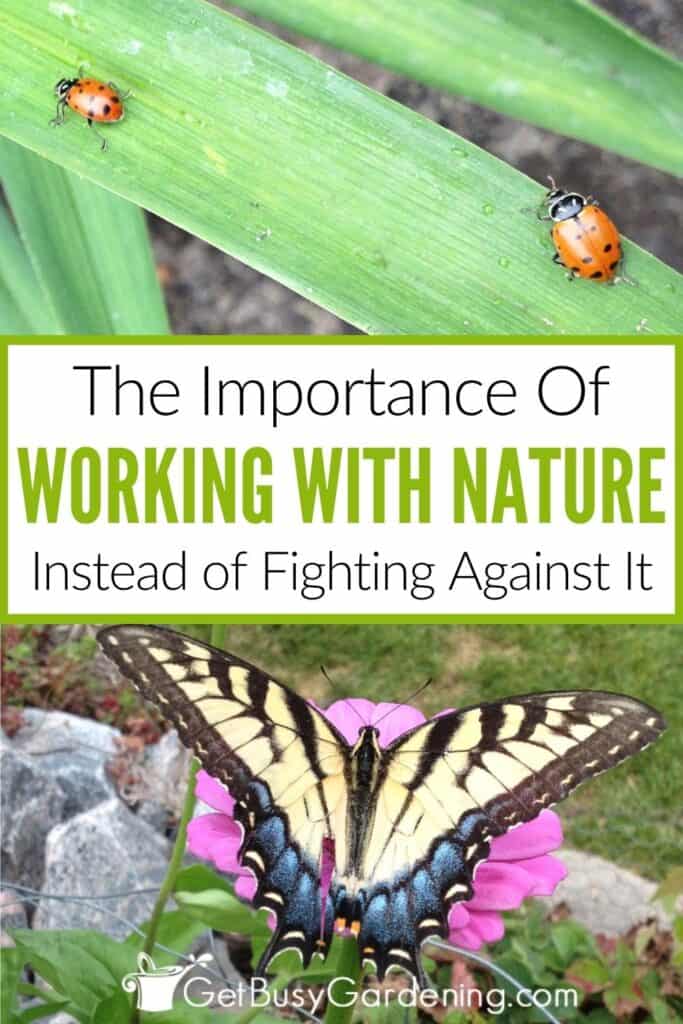 Collage showing two ladybugs on a green leaf above a swallowtail butterfly resting on a pink flower. Text reads: "The Importance Of Working With Nature Instead of Fighting Against It."